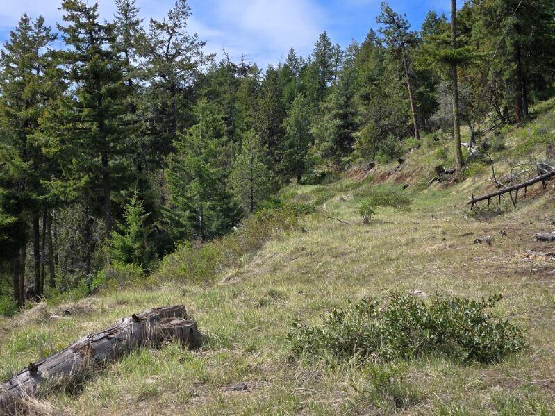 Marks Creek Rd Mount Dayville, OR 97825 - Photo 5 of 12 Miller Ranch Forest Areas - Copy