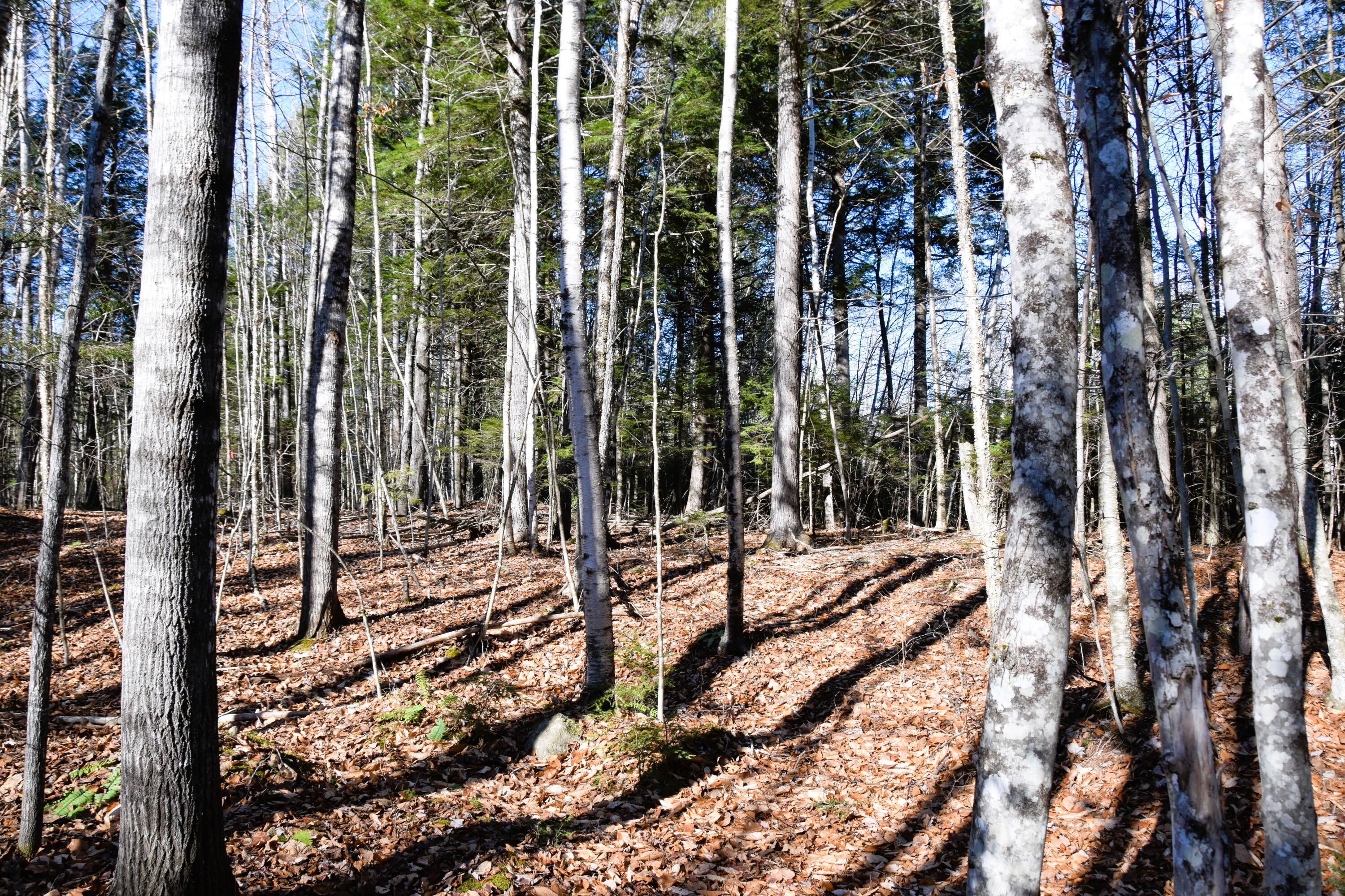 5 Pine Bluff Road Embden, ME 04958 - Photo 4 of 15 DSC_0041