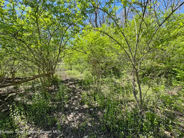 a view of a lush green forest