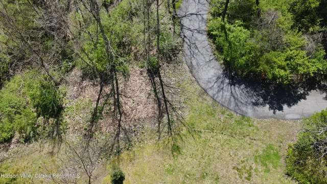 a view of a yard with plants and large trees