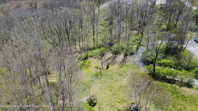 a view of a forest with a tree
