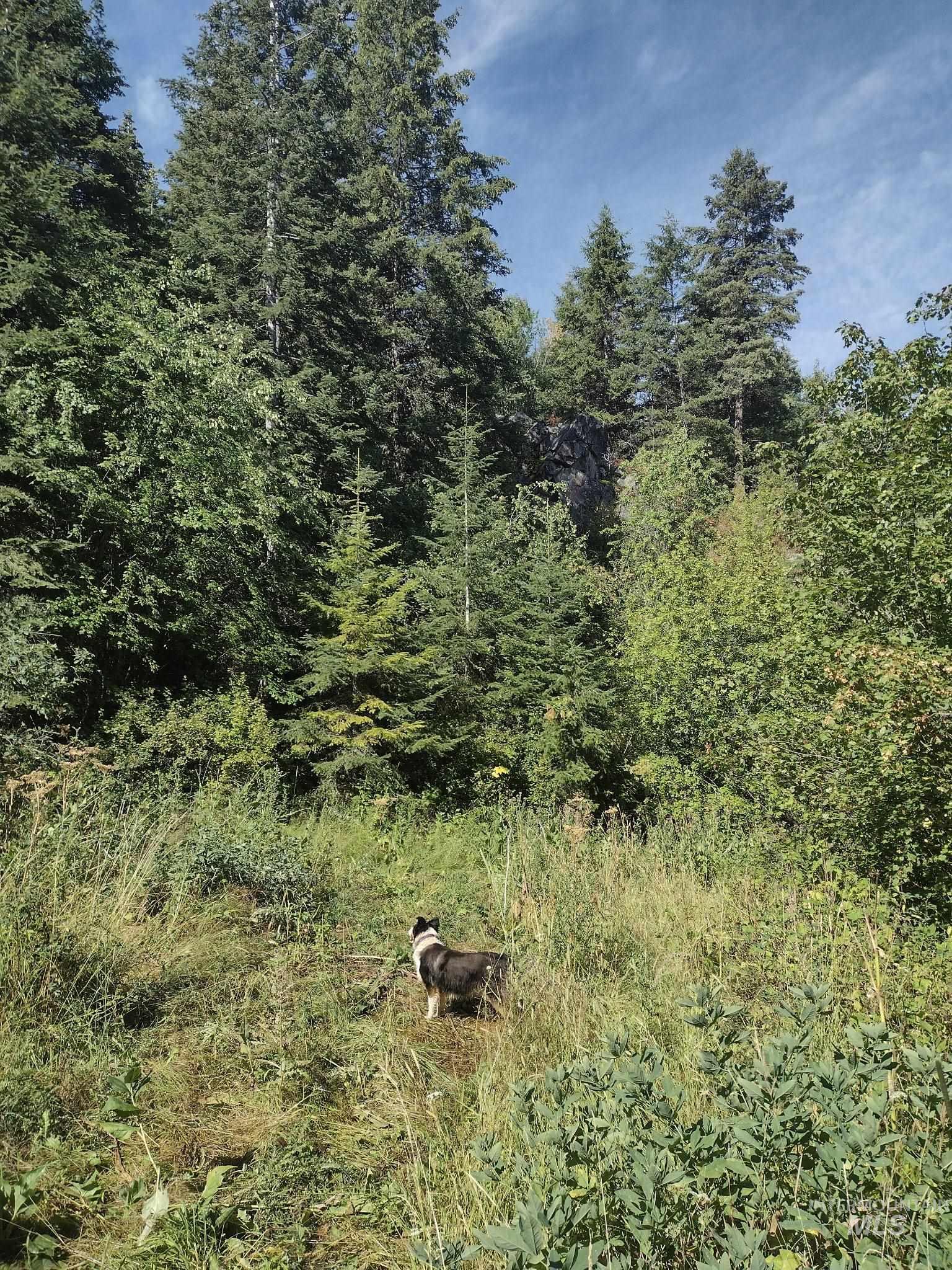 480 Burnt Crk Road Cottonwood, ID 83522 - Photo 12 of 18 View of tree filled area