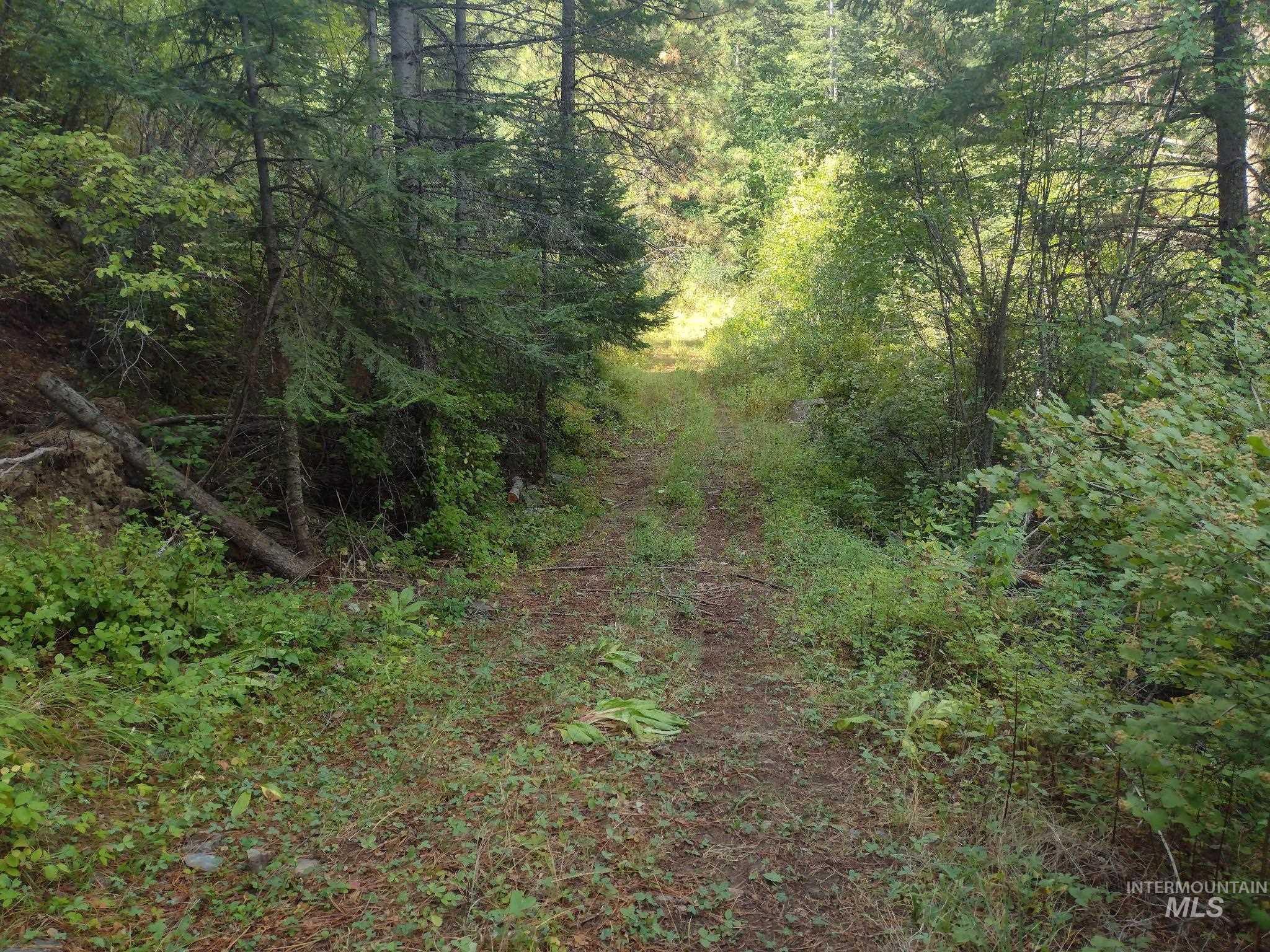 480 Burnt Crk Road Cottonwood, ID 83522 - Photo 13 of 18 View of tree filled area