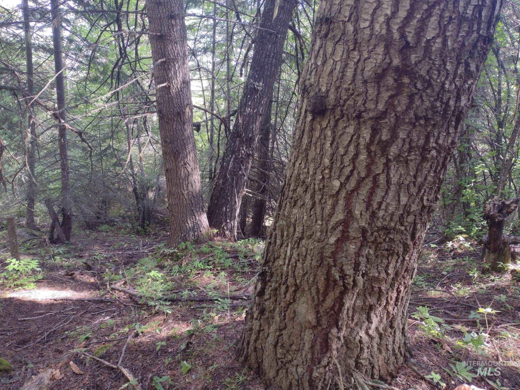 480 Burnt Crk Road Cottonwood, ID 83522 - Photo 15 of 18 View of tree filled area