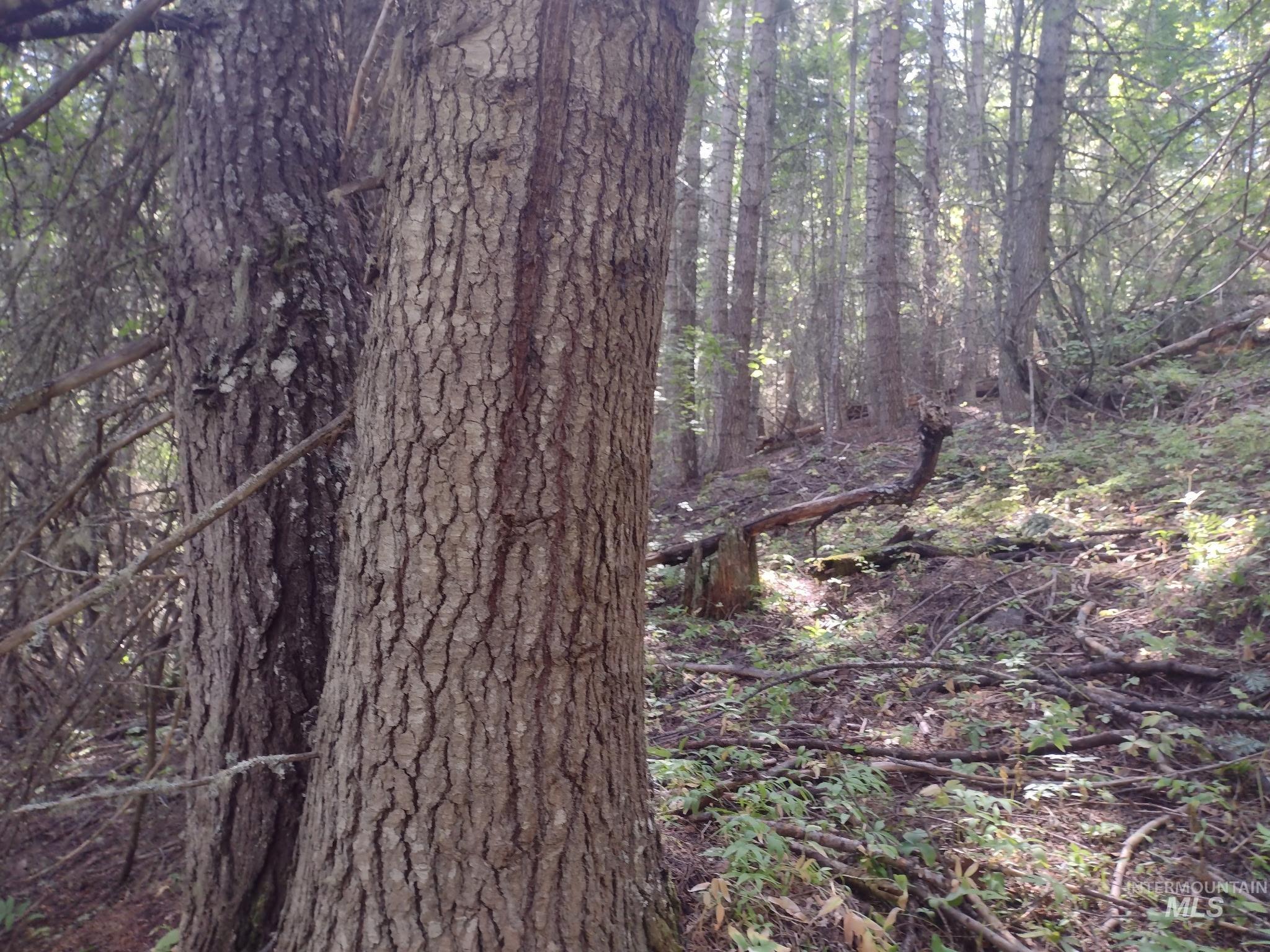 480 Burnt Crk Road Cottonwood, ID 83522 - Photo 16 of 18 View of woods