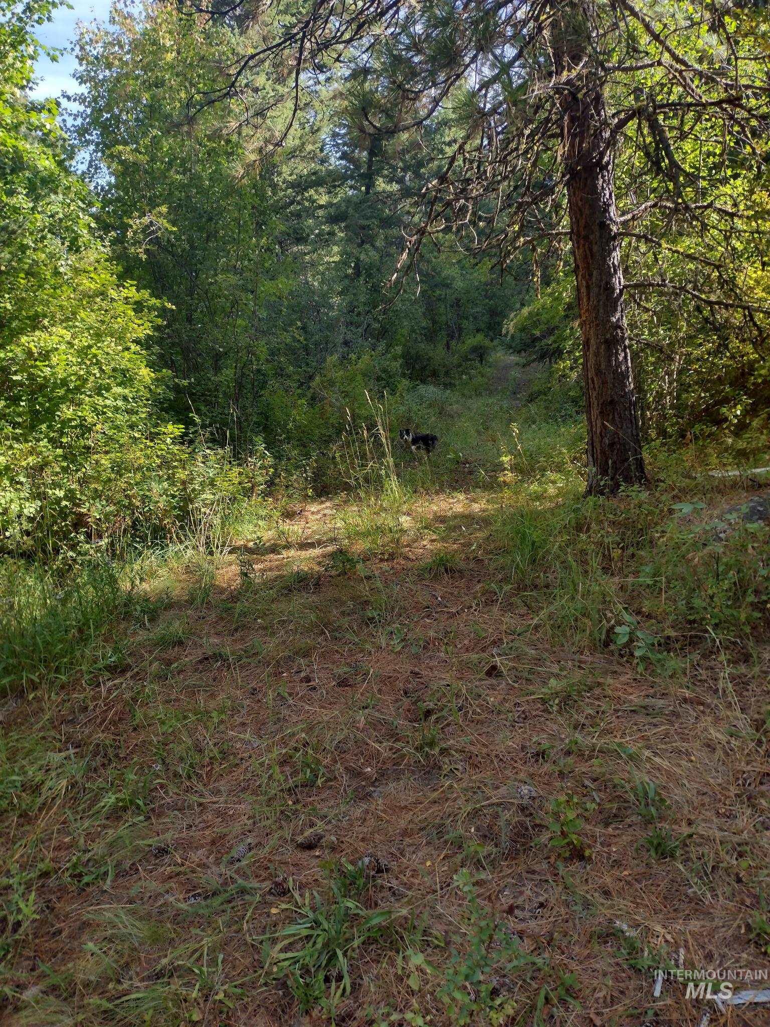 480 Burnt Crk Road Cottonwood, ID 83522 - Photo 17 of 18 View of woods