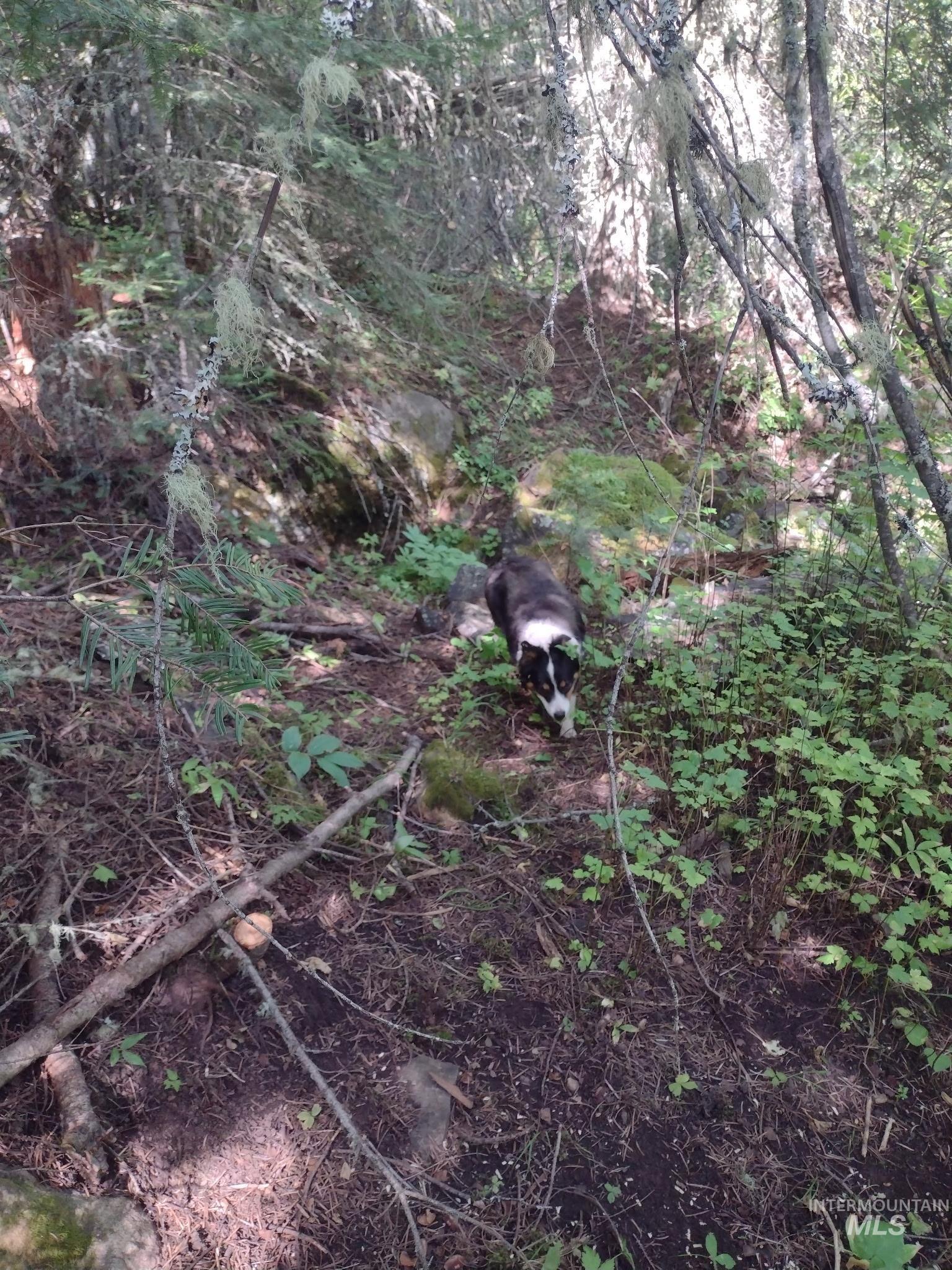 480 Burnt Crk Road Cottonwood, ID 83522 - Photo 18 of 18 View of nature