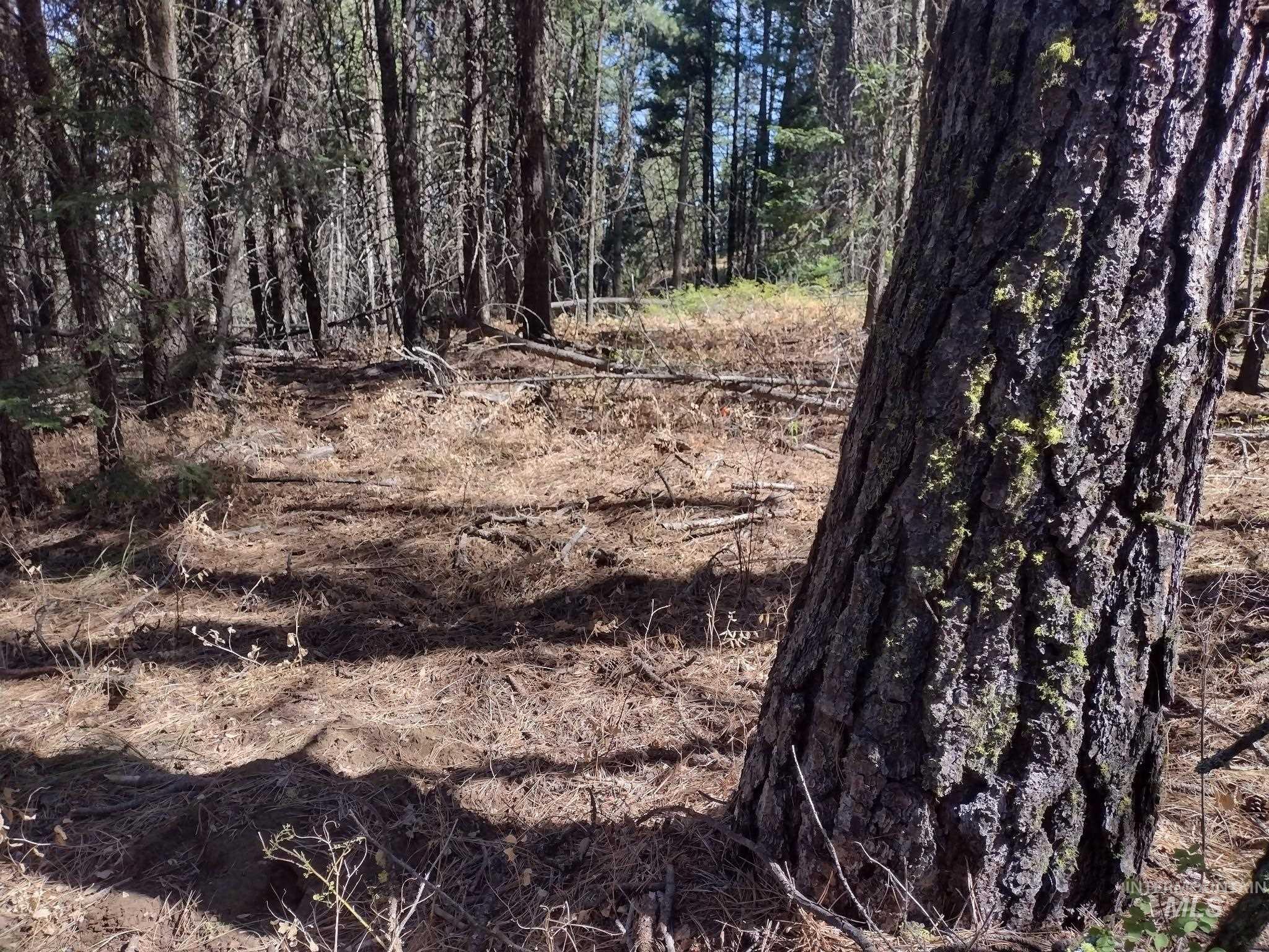 480 Burnt Crk Road Cottonwood, ID 83522 - Photo 6 of 18 View of tree filled area