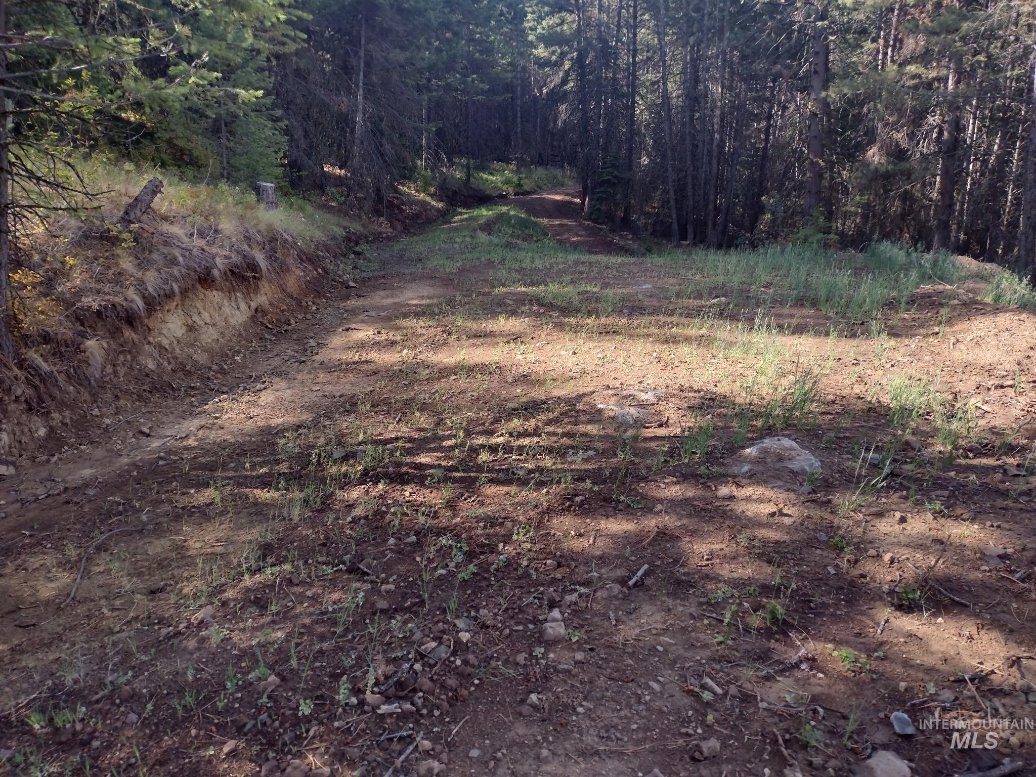 480 Burnt Crk Road Cottonwood, ID 83522 - Photo 8 of 18 View of woods