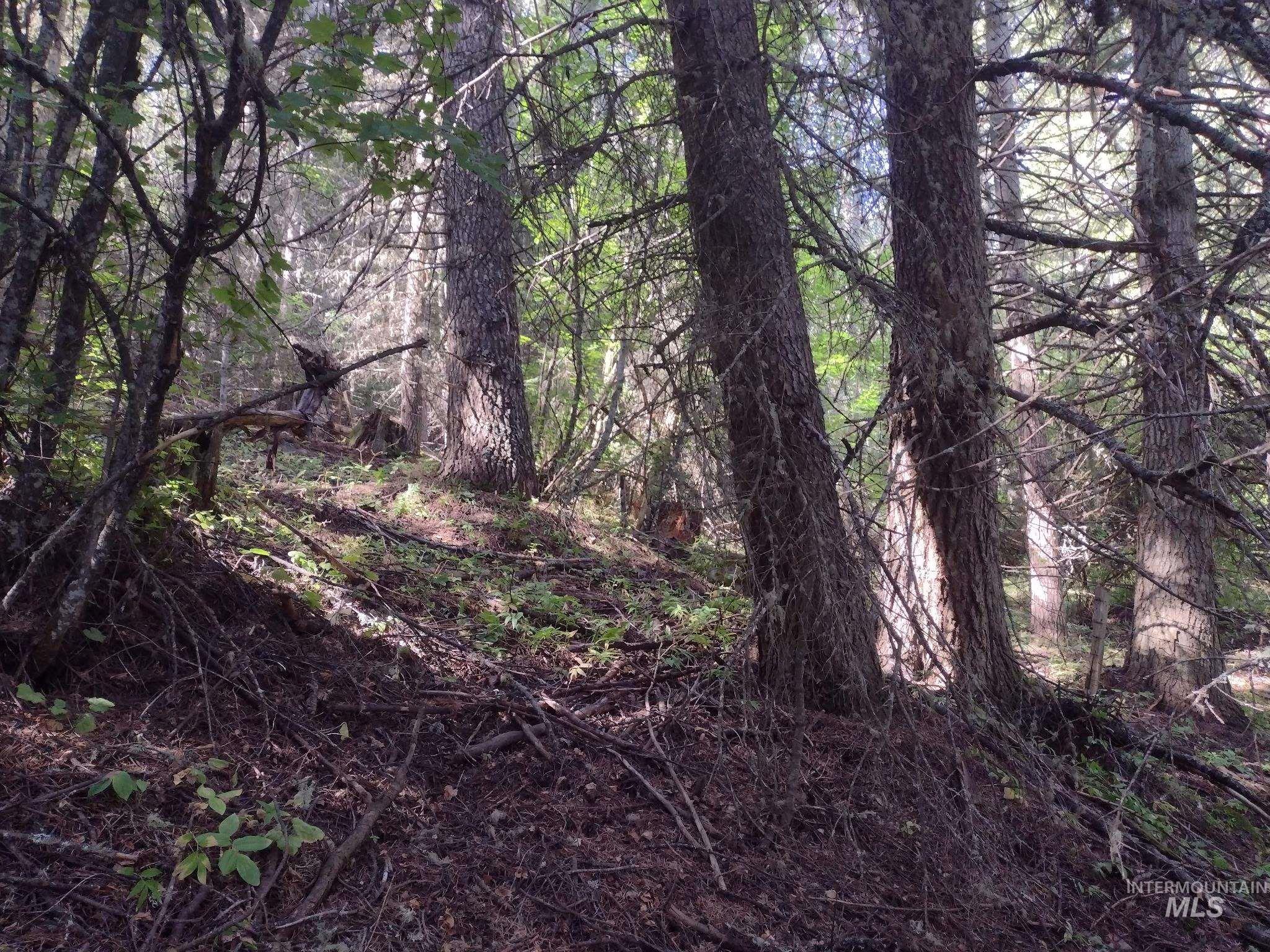 480 Burnt Crk Road Cottonwood, ID 83522 - Photo 9 of 18 View of woods