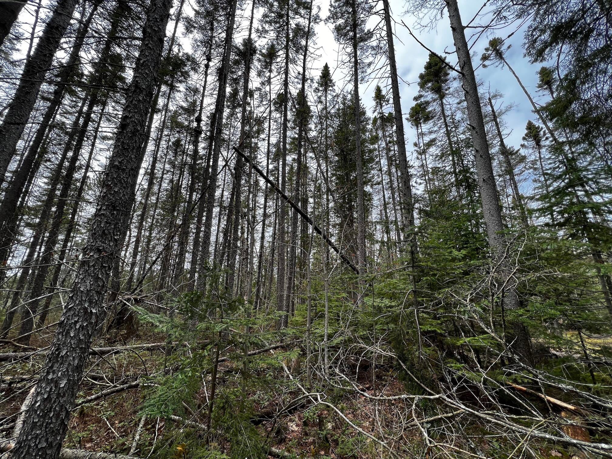 11450 North Whitefish Point Road Paradise, MI 49768 - Photo 5 of 6 Gallery Image 5