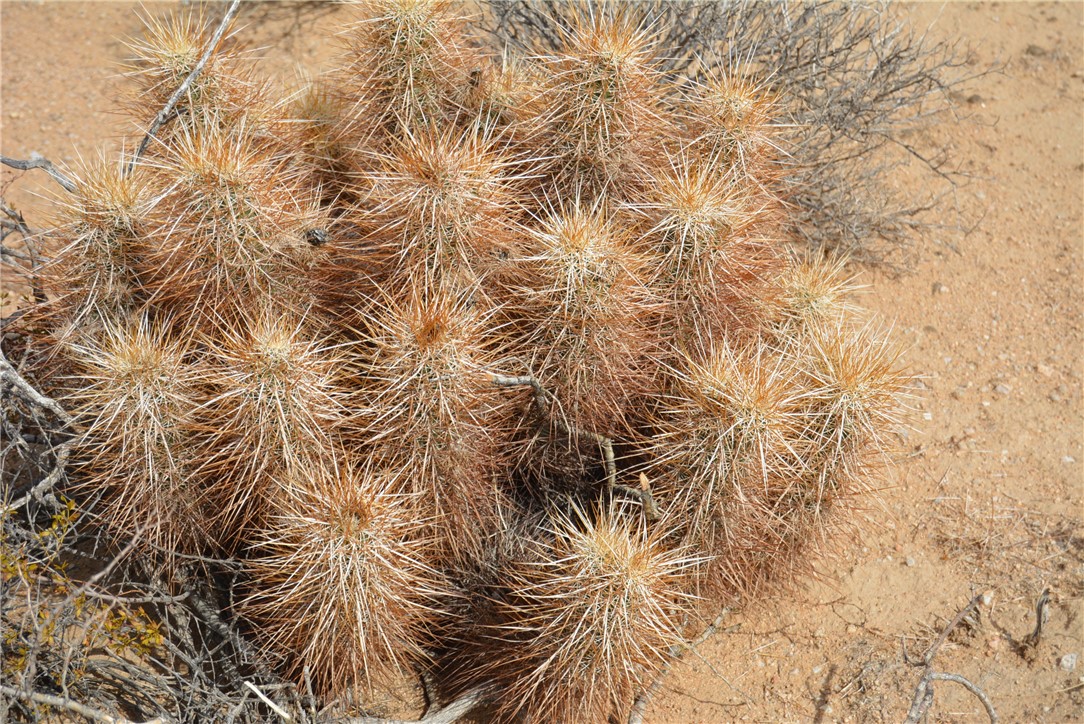207-35-005 South Arlington Road Yucca, AZ 86438 - Photo 66 of 92