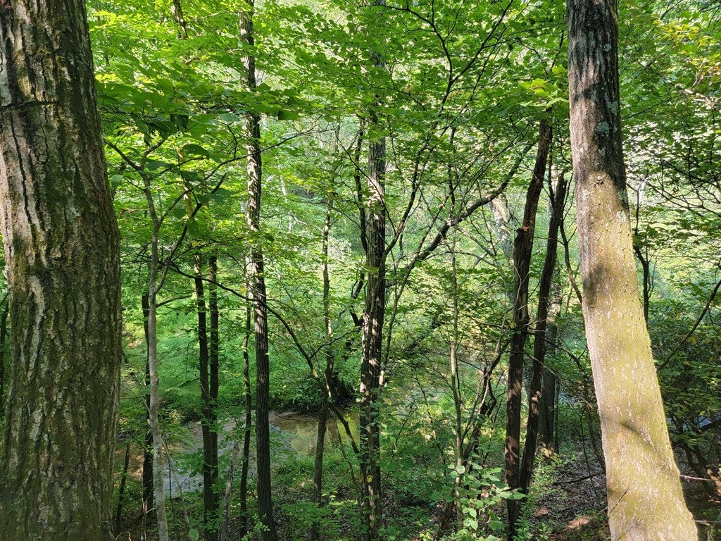 Tbd Gem Stream Road Elk Creek, VA 24326 - Photo 10 of 12 Gallery Image 10