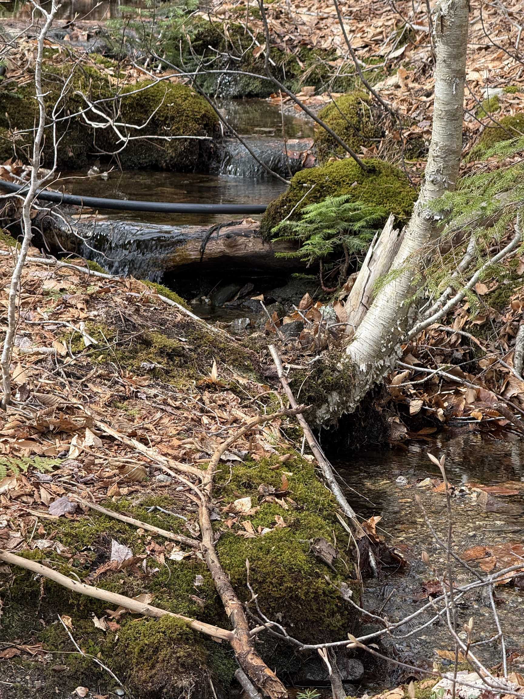 347 Hickory Road Woodford, VT 05201 - Photo 10 of 14