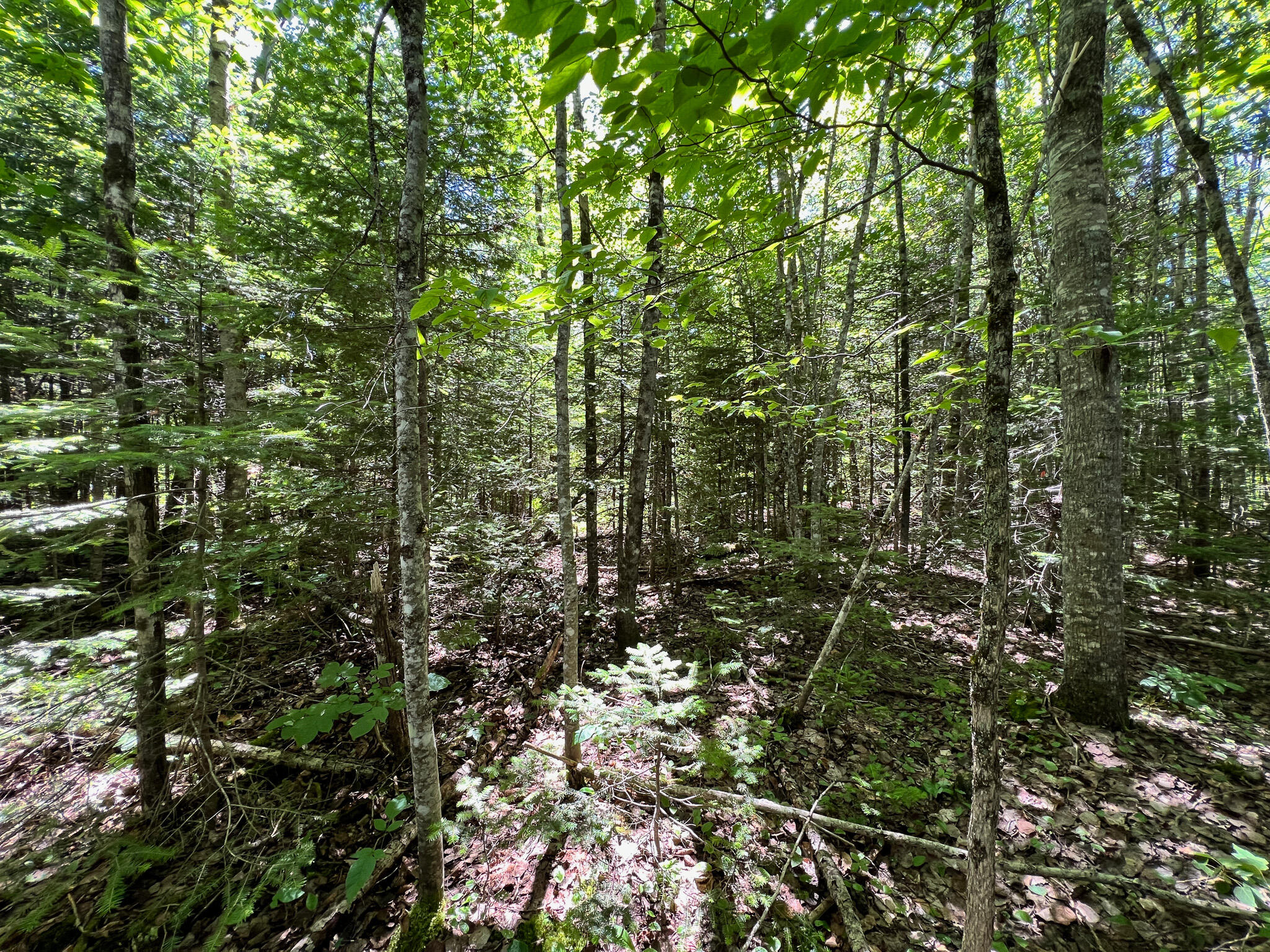 Lot 4 Woodland Ridge Road Danforth, ME 04424 - Photo 10 of 17