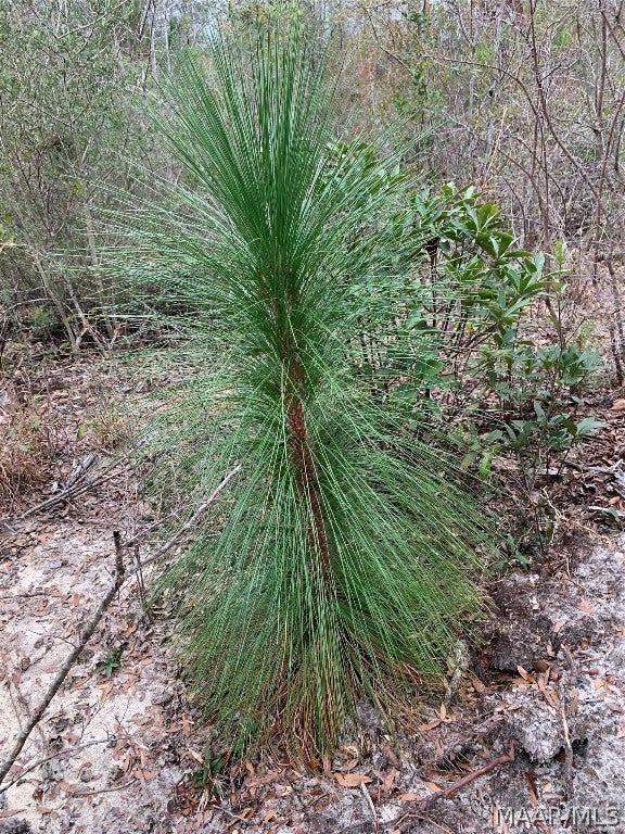 0 Ray Armstrong Road Andalusia, AL 36421 - Photo 30 of 34 Gallery Image 30