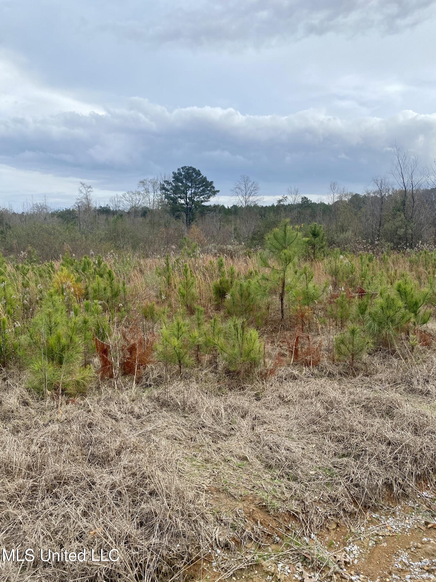 1177 Daugherty Road Carthage, MS 39051 - Photo 12 of 54 IMG_4422
