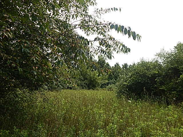 12333 Rome Road Manitou Beach, MI 49253 - Photo 11 of 36 DSCN9559