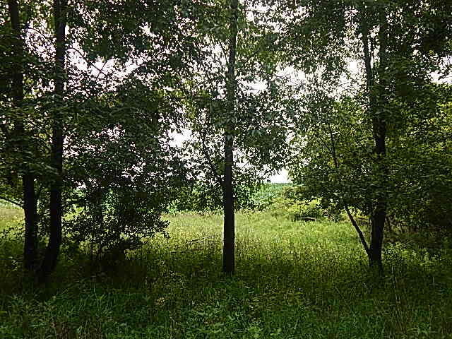 12333 Rome Road Manitou Beach, MI 49253 - Photo 16 of 36 DSCN9564