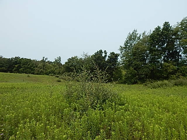 12333 Rome Road Manitou Beach, MI 49253 - Photo 35 of 36 DSCN9585