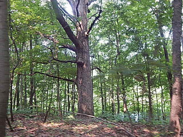 12333 Rome Road Manitou Beach, MI 49253 - Photo 5 of 36 DSCN9552