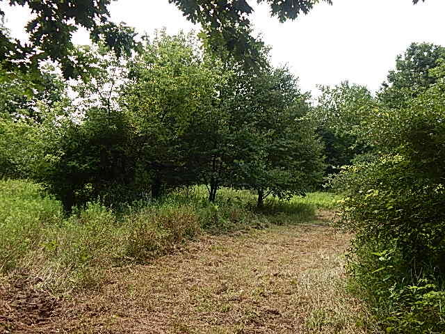 12333 Rome Road Manitou Beach, MI 49253 - Photo 9 of 36 DSCN9556