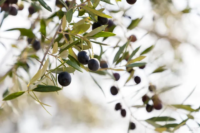 $2,500,000 | 17350 Deer Meadows Road, Boonville, CA 95415