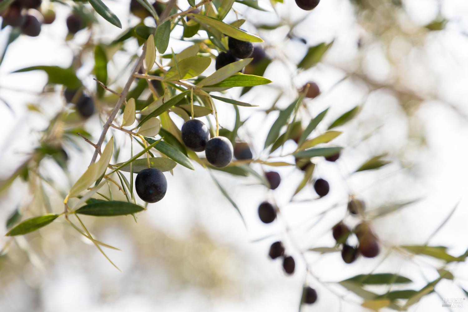 17350 Deer Meadows Road Boonville, CA 95415 - Photo 63 of 65