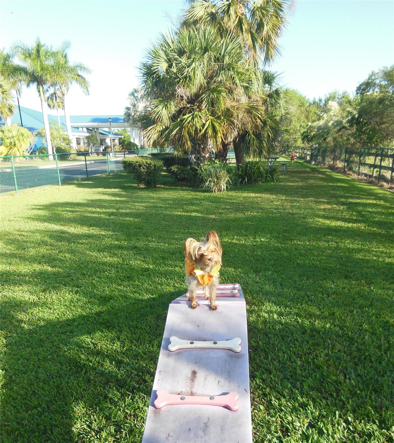 3720 Southwest 7th Manor Okeechobee, FL 34974 - Photo 39 of 45 Dog Park