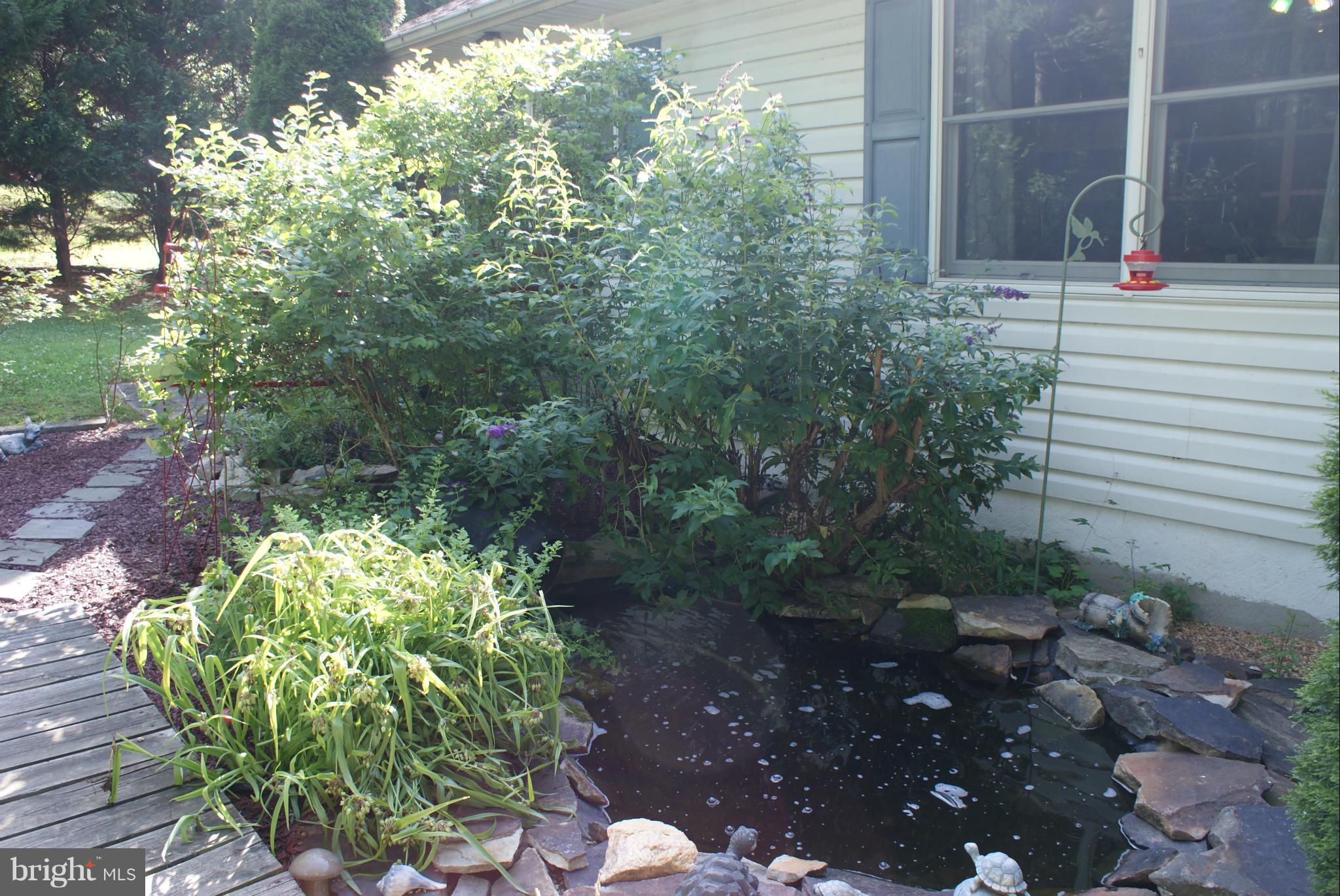 Frog Pond