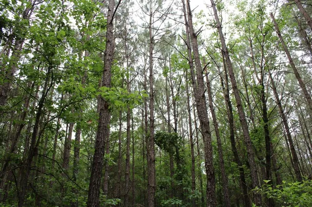 a view of forest