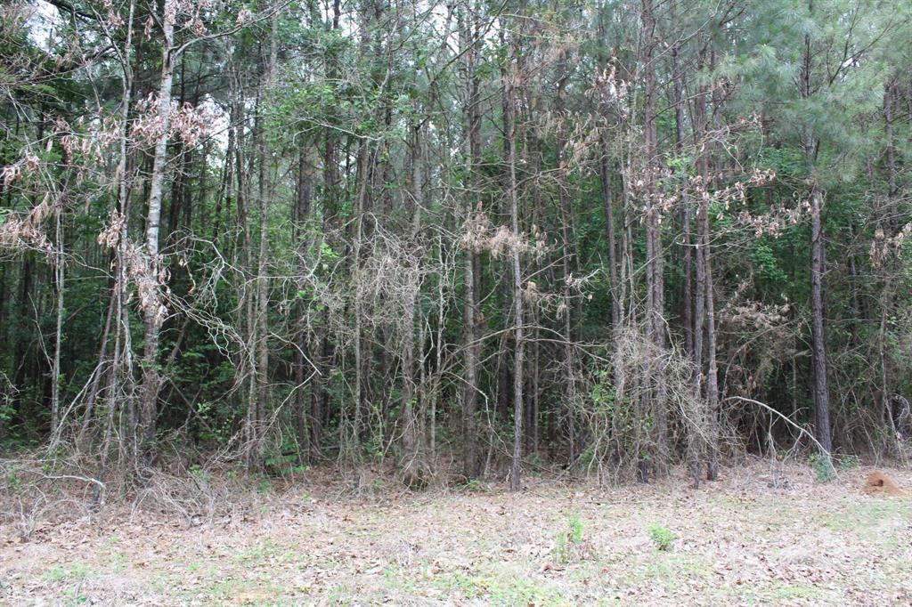 1 Mott Road Plain Dealing, LA 71064 - Photo 4 of 5