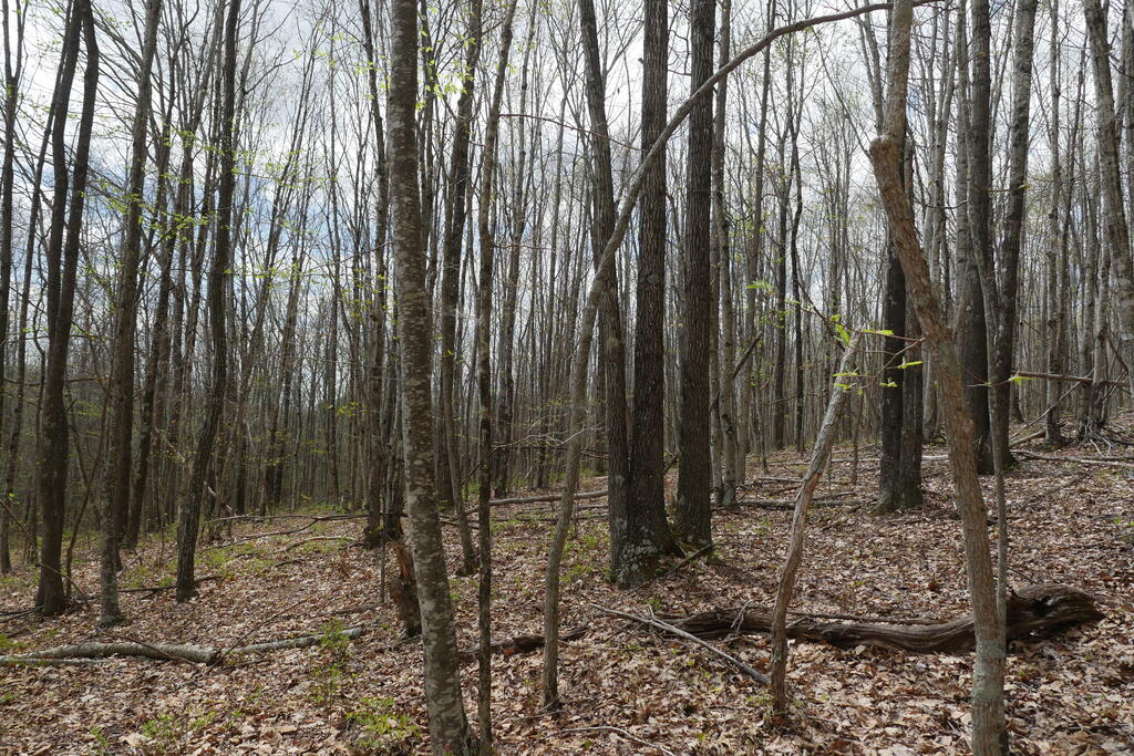 4020 Freestone Valley Road Tannersville, VA 24377 - Photo 86 of 109 Gallery Image 86