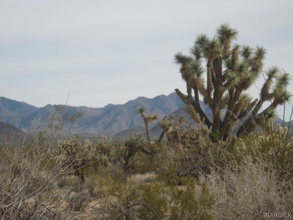 11900 Sherry Road Yucca, AZ 86438 - Photo 2 of 6 Gallery Image 2