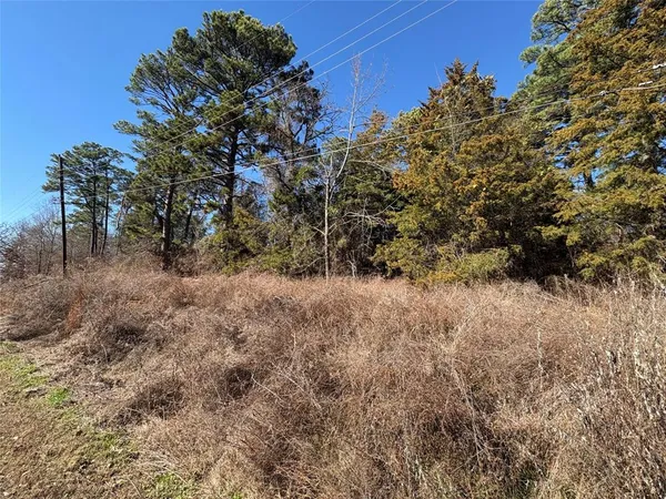 a view of a dry yard with trees