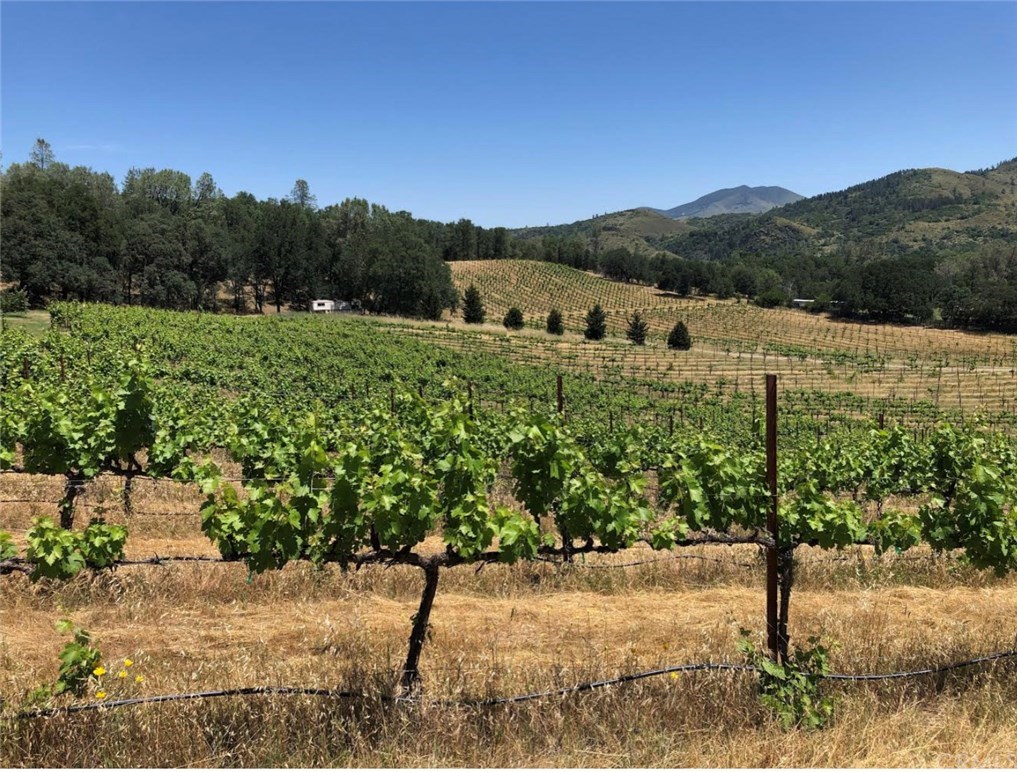 10 acres vineyard