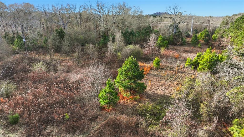 240 Fm 3421 Daingerfield, TX 75638 - Photo 24 of 27 a view of a forest with trees in the background