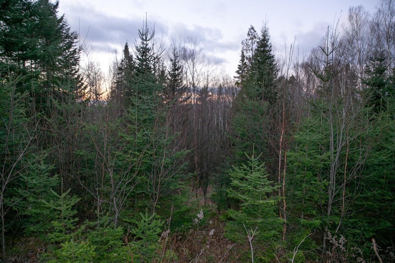 Lot 16 Mill Brook Road Sandy River Plt, ME 04970 - Photo 21 of 44