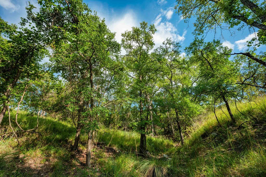 0 Fm 1888 Blanco, TX 78606 - Photo 15 of 31 a view of a garden