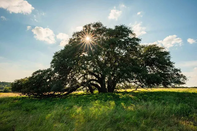 a view of an outdoor space and a yard