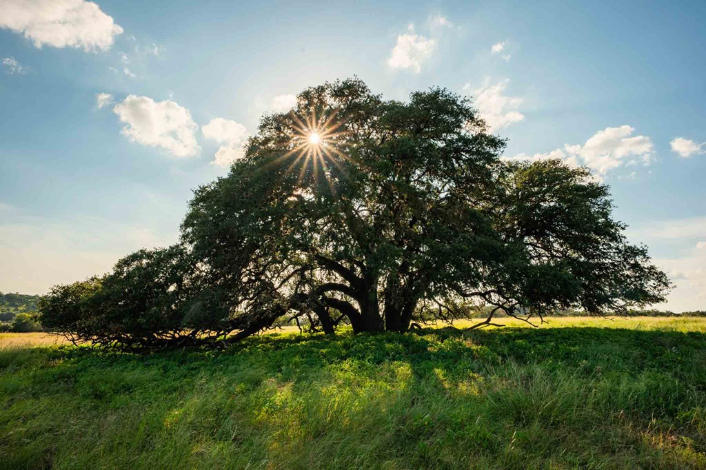 0 Fm 1888 Blanco, TX 78606 - Photo 21 of 31 a view of an outdoor space and a yard