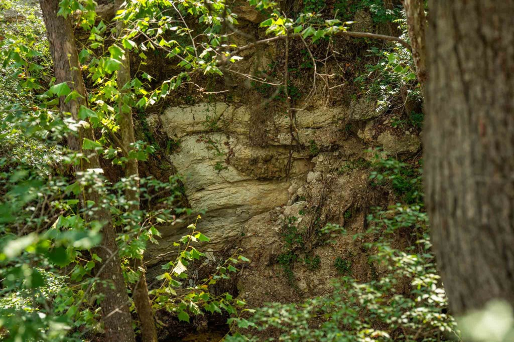 0 Fm 1888 Blanco, TX 78606 - Photo 22 of 31 a view of a tree