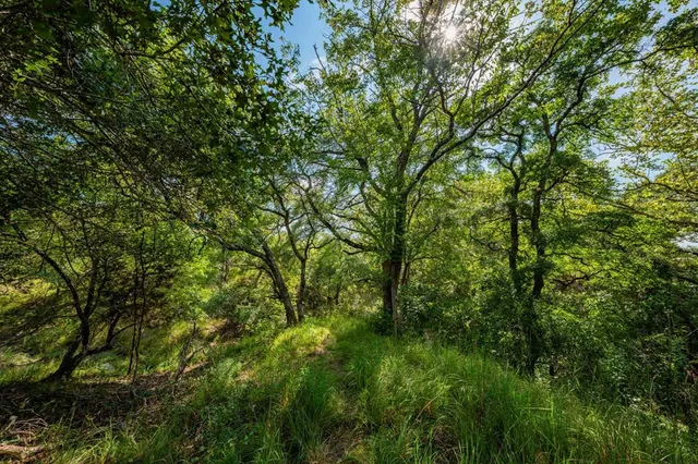 a view of a lush green forest