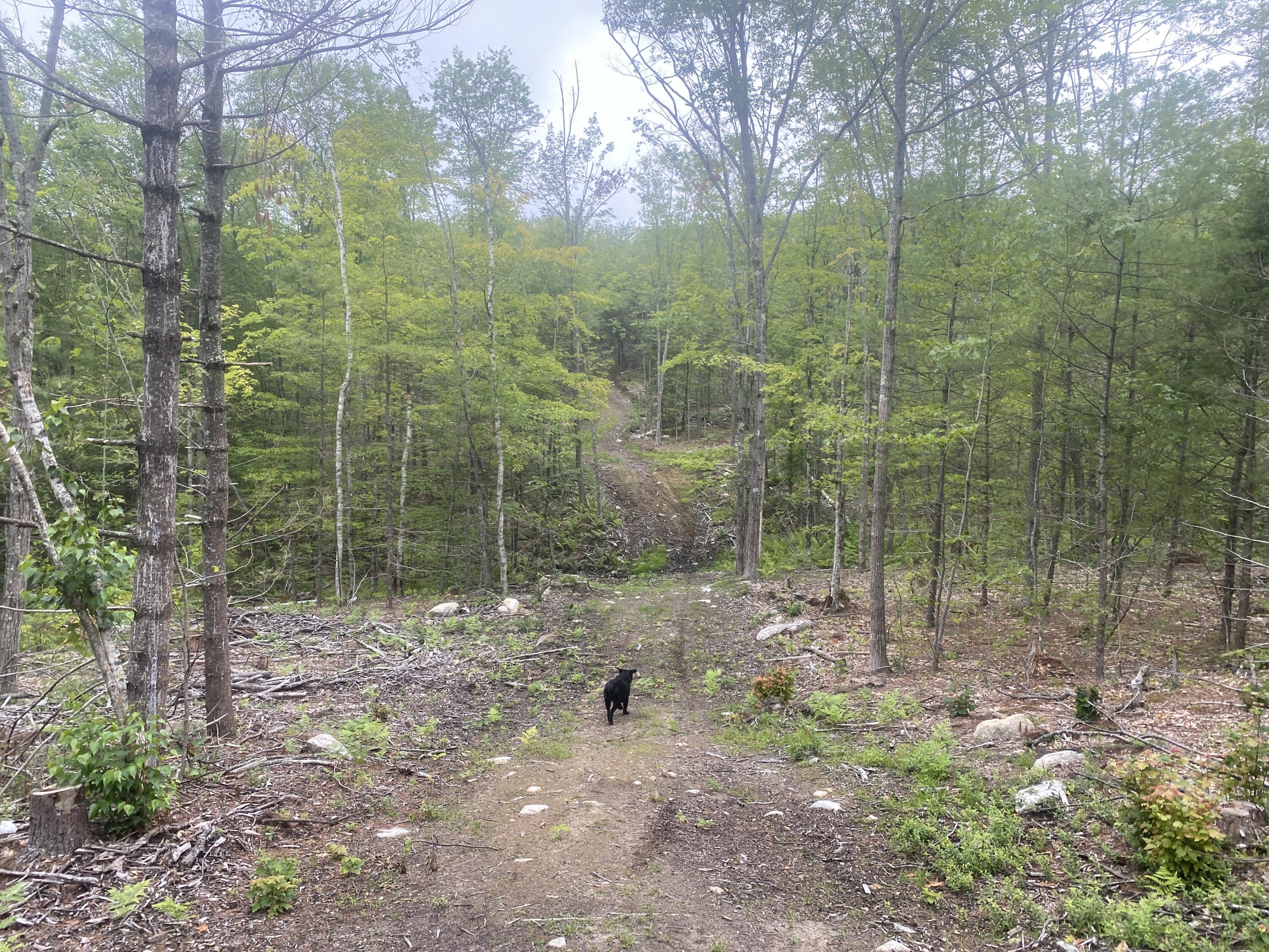 19 Off Peary Mountain Road Brownfield, ME 04010 - Photo 23 of 26 IMG_5765