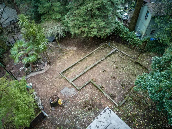 a view of a backyard with plants and large trees