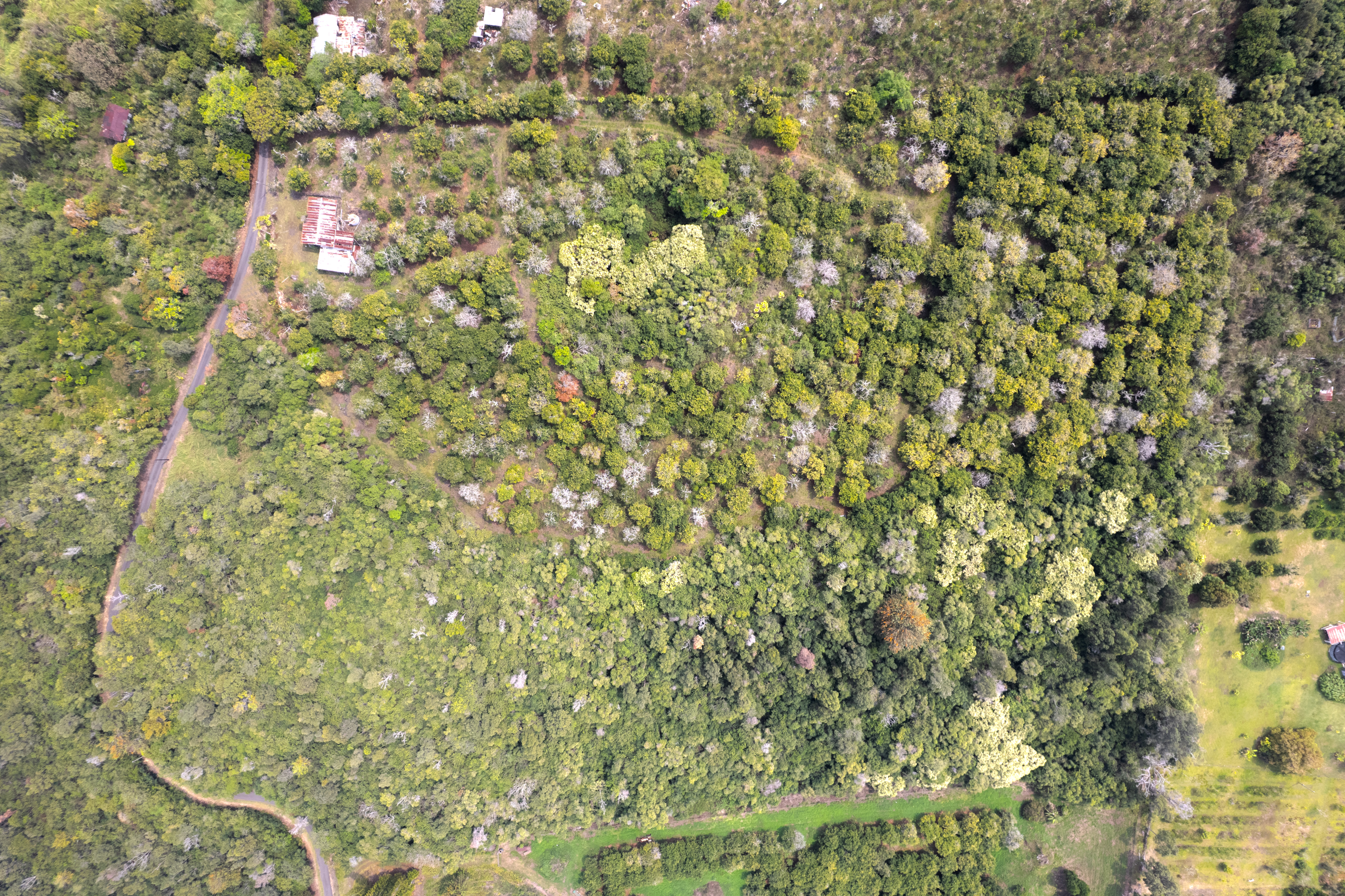 88-2800 Papa Homestead Road Captain Cook, HI 96704 - Photo 10 of 13
