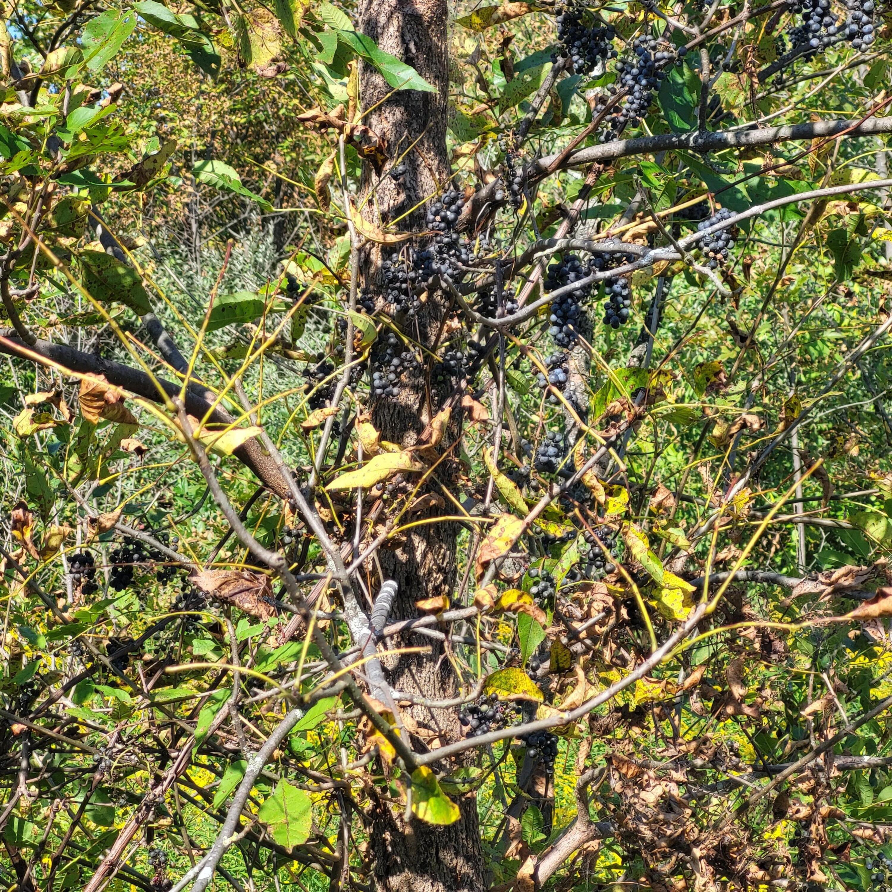 18020 Hoder Road New Buffalo, MI 49117 - Photo 5 of 7 H Wild Berries