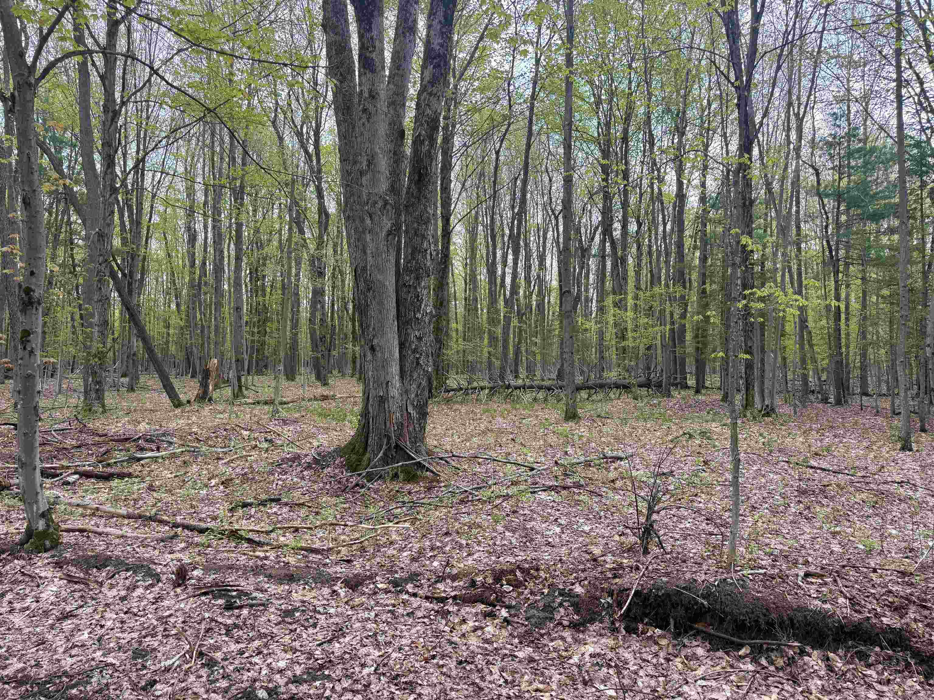 6639 Fall Road Grawn, MI 49637 - Photo 19 of 24