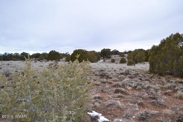 9157 Concho Az 85924 Concho, AZ 85924 - Photo 12 of 19 a view of a forest with trees in the background