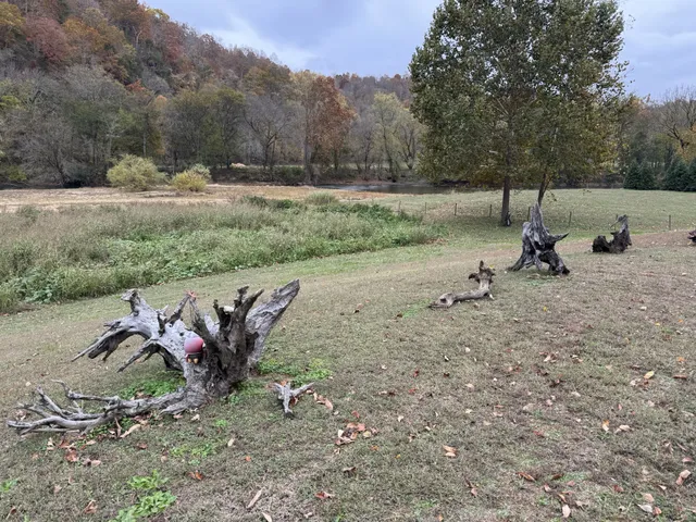 a view of a park with large trees